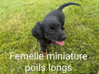 bébé teckel, View more