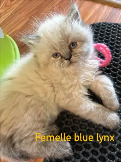 Adorable chaton femelle blue lynx à vendre,et 1 mâle blue Lynx disponible également prêt à trouver s...