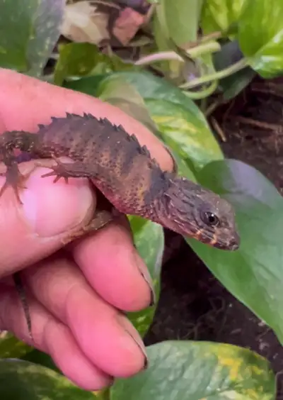 CBB White Eye Crocodile Skinks, View more