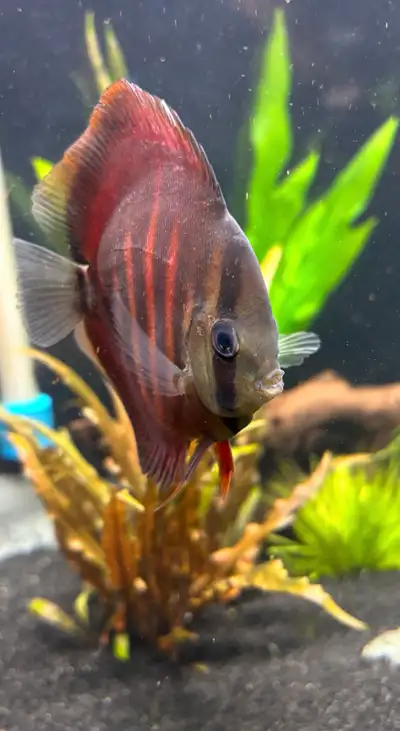 discus  fish, View more