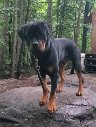 Rottweiler allemand male 2 1/2 ans, View more