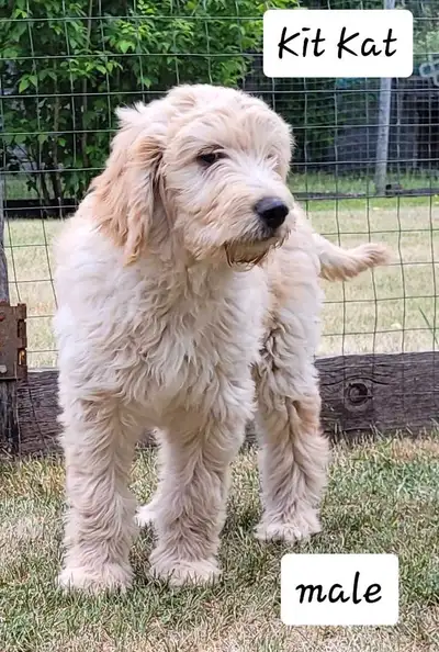Moyen Goldendoodle Puppies, View more