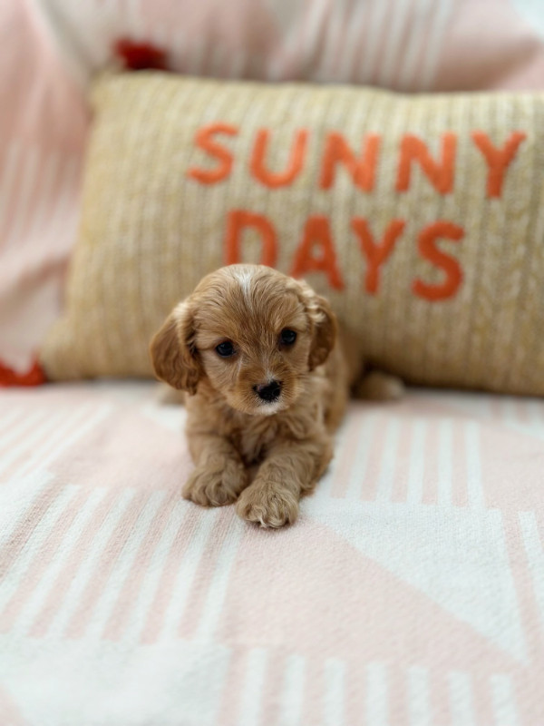 Beautiful Cavapoo Puppies Are Looking For Living Family in Dogs & Puppies for Rehoming in Mississauga / Peel Region - Image 3