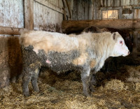 100% Purebred Shorthorn Bull, yearling, solid white