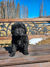 Newfoundlander pups ready for their forever home May 4th.