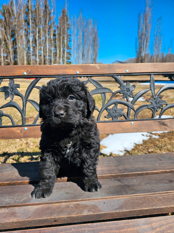 Newfoundlander pups ready for their forever home May 4th. in Dogs & Puppies for Rehoming in Saskatoon