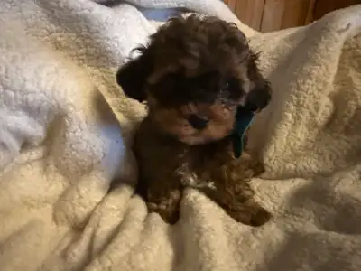 shi/poo puppies for sale, View more