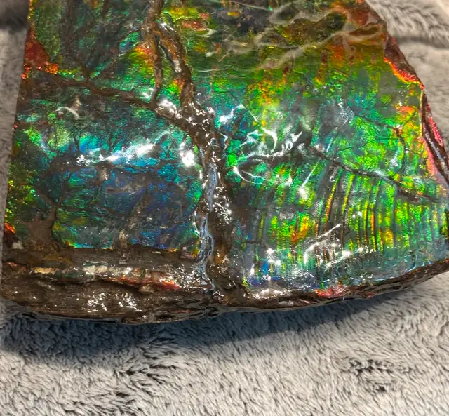 huge ammonite/ammolite display in Arts & Collectibles in Lethbridge - Image 10