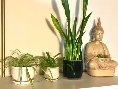 3 Healthy Easy care Indoor Houseplants, View more