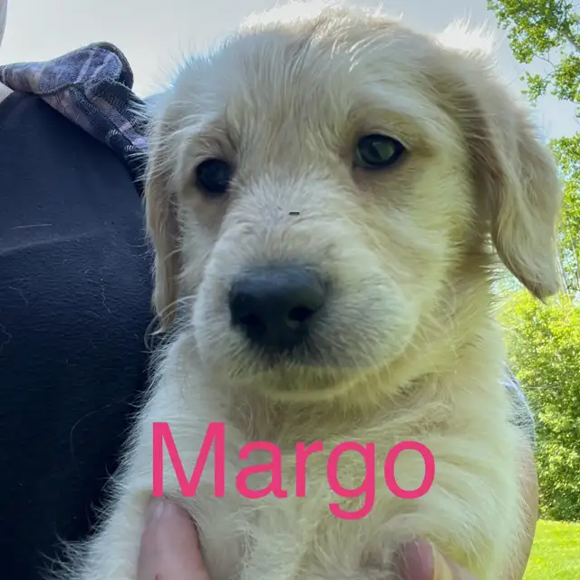 Labradoodle Puppies in Dogs & Puppies for Rehoming in Winnipeg - Image 3