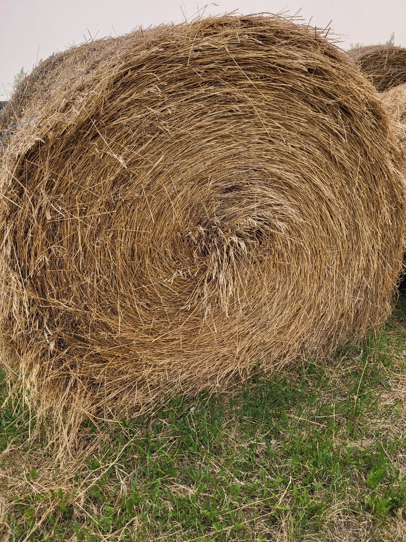 Hay for Sale Livestock Saskatoon Kijiji