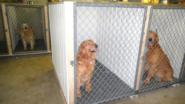 Pension pour chien dans Services pour animaux  à Trois-Rivières - Image 2
