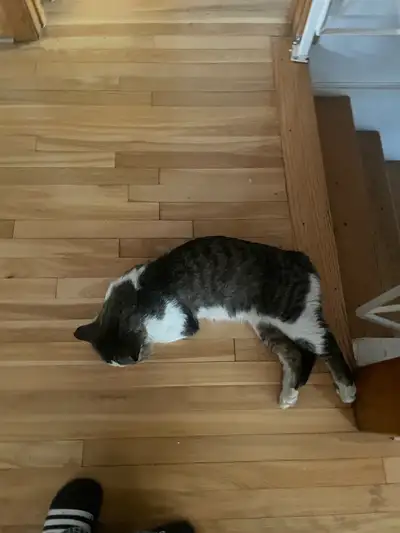 chat àgarder pendant vos vacances , View more