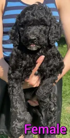 Standard poodle puppies in Dogs & Puppies for Rehoming in Mississauga / Peel Region - Image 4
