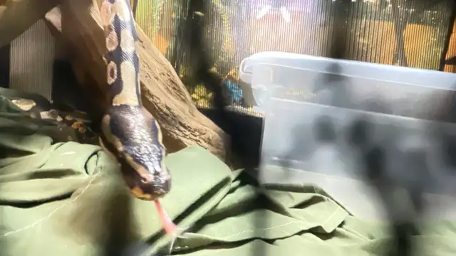 Ball Python with High Handling and Core Snake Display in Reptiles & Amphibians for Rehoming in Ottawa - Image 3