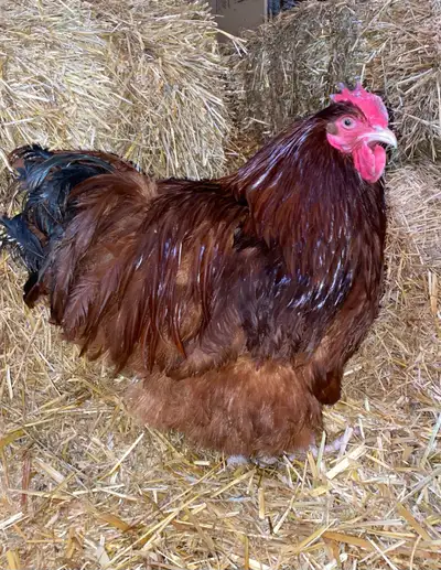 Orpington chicks from SOP Breeding. , View more