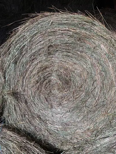 Good quality grassy Hay for sale. Timothy mix. STORED INDOORS Text / Call 1 (705) 323-2582