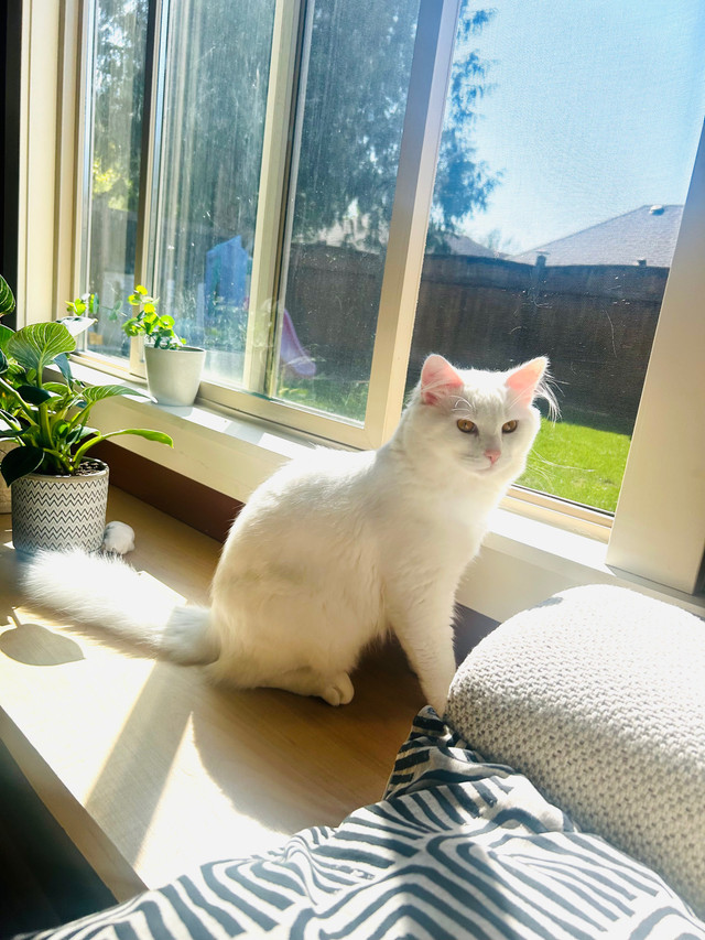 Beautiful White Kitten in Cats & Kittens for Rehoming in Chilliwack