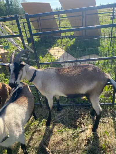 Alpine whether approx 3/4 years old