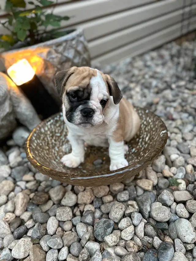 PUREBRED ENGLISH BULLDOGS CKC REGISTERED CHAMPION PARENTS in Dogs & Puppies for Rehoming in Mississauga / Peel Region - Image 5