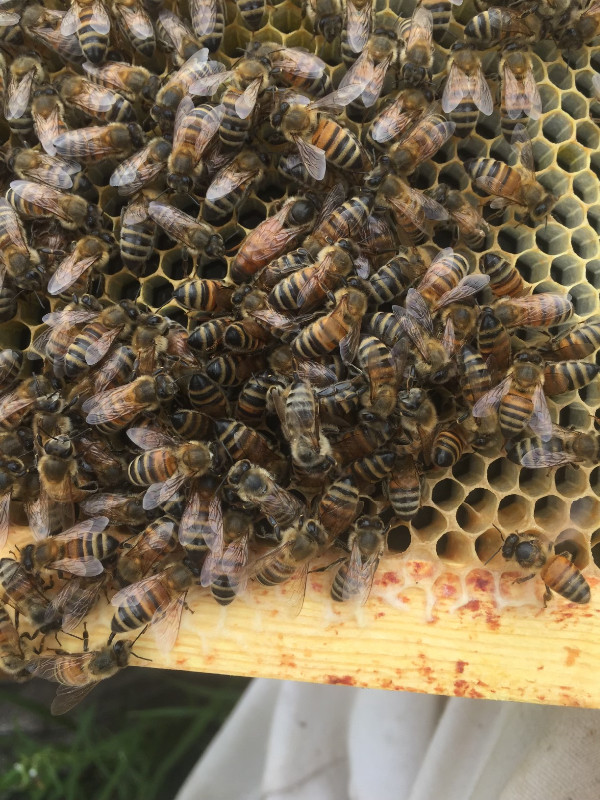 Honey bee nucs, hives, brood frames and queens for sale in Livestock in Brandon - Image 2