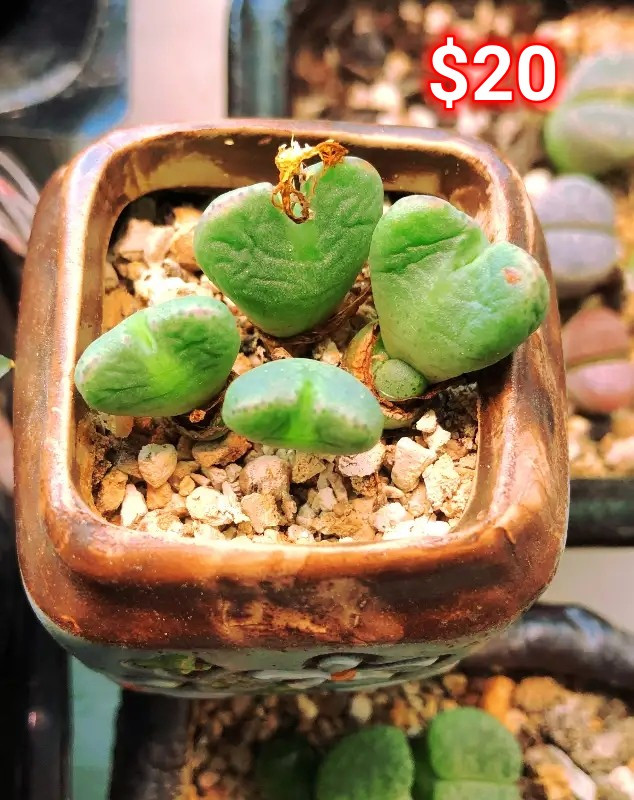 Succulent plants (Lithops) for sale price start form $14 dans Plantes, engrais et terreaux  à Calgary - Image 2