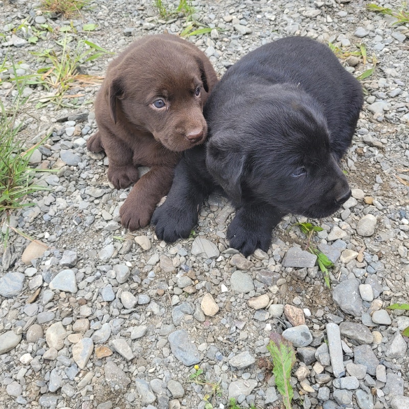 Chiot labrador Chiens et chiots à adopter Rimouski / BasStLaurent