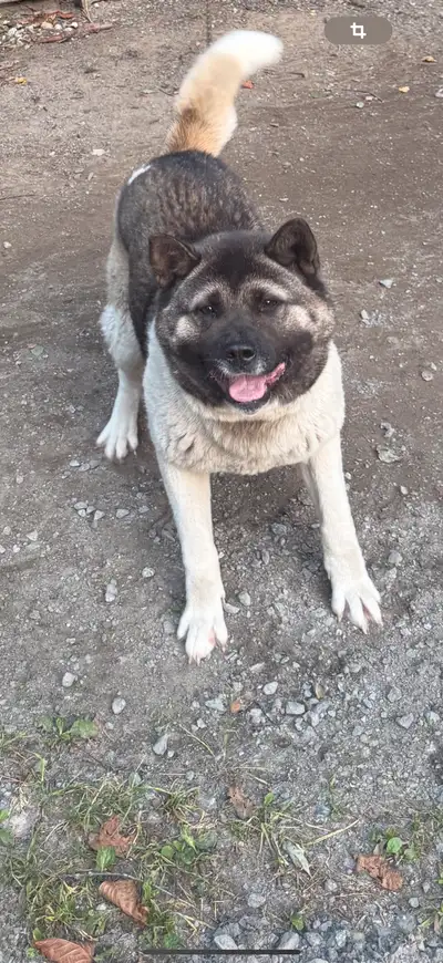 Akita …., View more