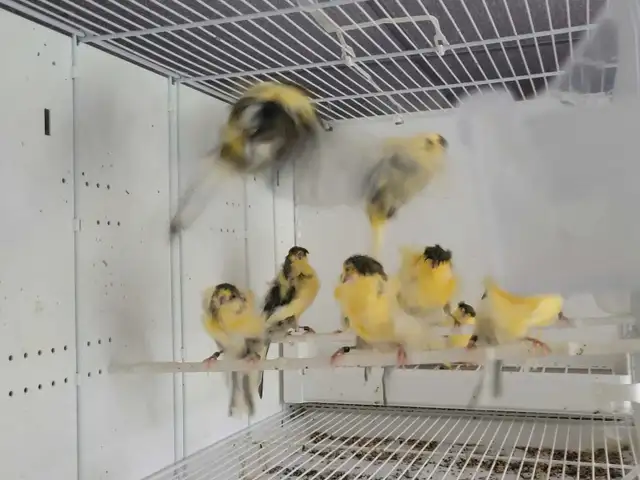 Padovane 2025 in Birds for Rehoming in Québec City - Image 4