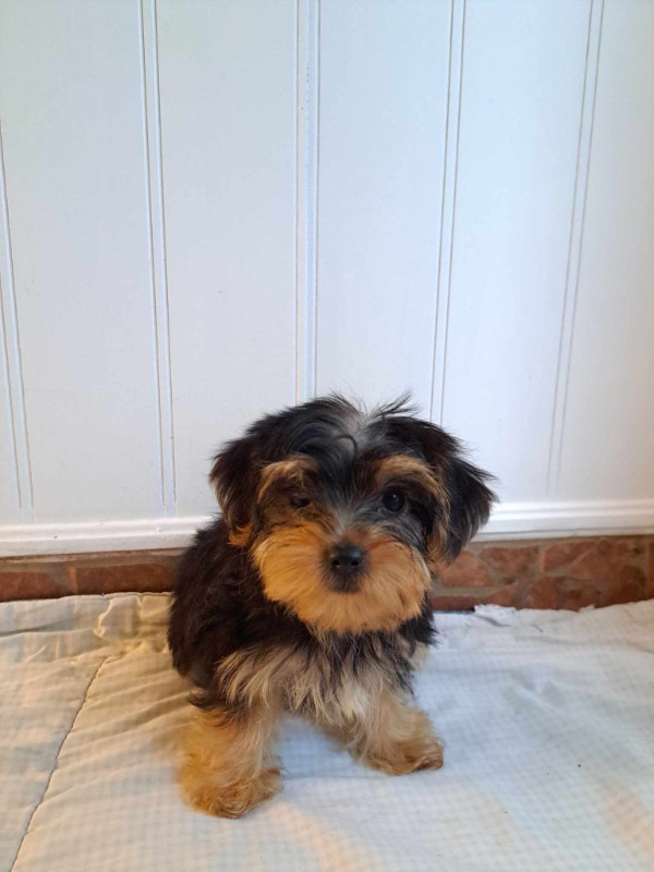 Chiots Yorkshire Morkies puppies prêts pour l'adoption Chiens et