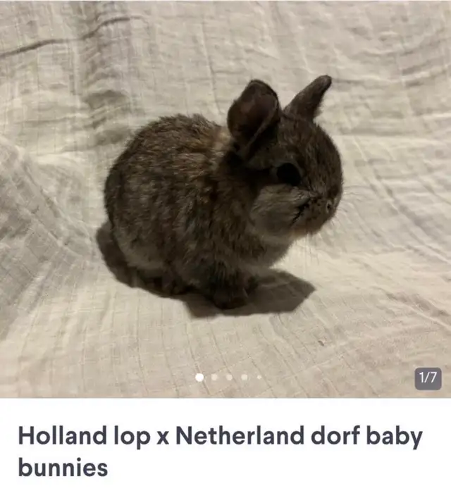 Holland lop dorf for free in Small Animals for Rehoming in Edmonton - Image 2