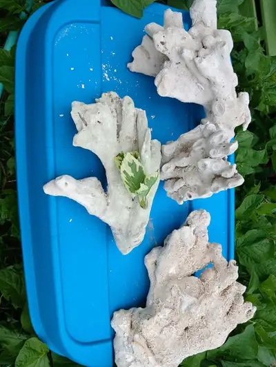 Home decor with this collection of authentic salt water coral pieces. This set of beautiful, pre-own...