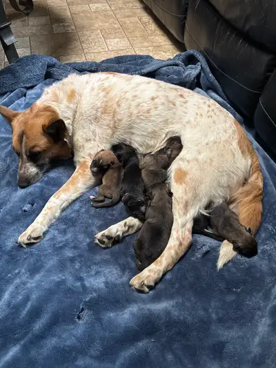 Red heeler/German shepherd mix. Six beautiful puppies for sale. Three boys and three girls born May...