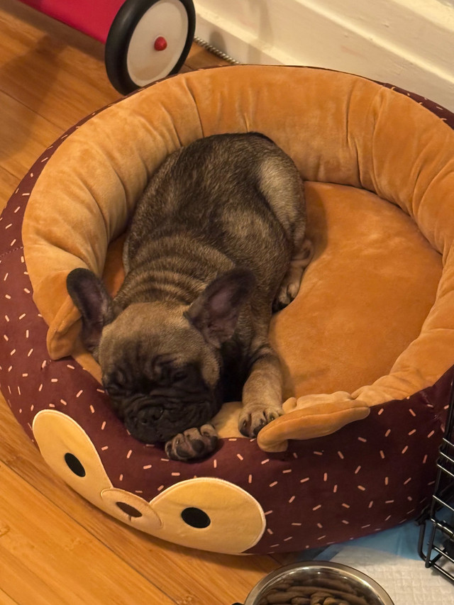 bouledogue français femelle dans Chiens et chiots à adopter  à Ville de Montréal - Image 4