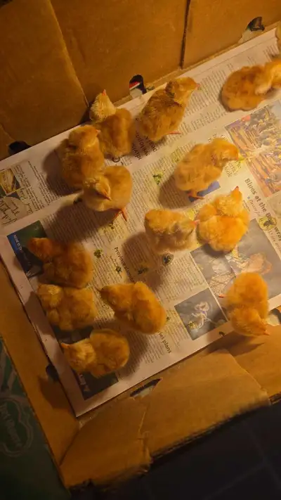 19 chicks for sale. $6 per chick, 2 days old at time of post