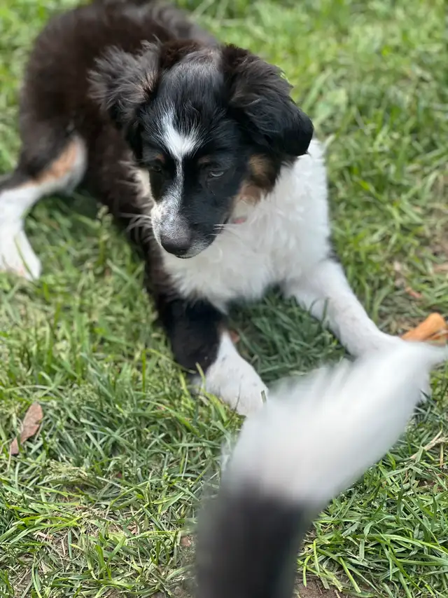 Miniature Australian Shepherd puppies in Dogs & Puppies for Rehoming in Ottawa - Image 4