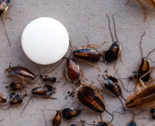cockroach treatment 100% effective