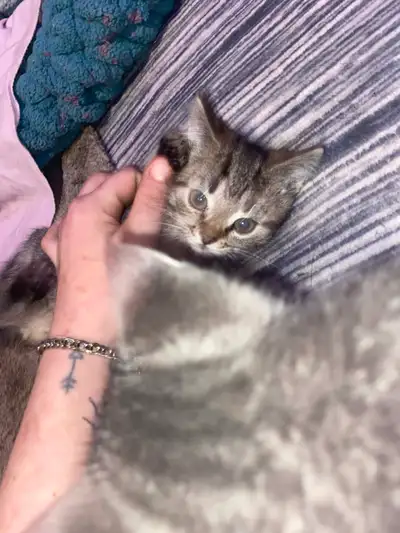 kittens for sale, View more