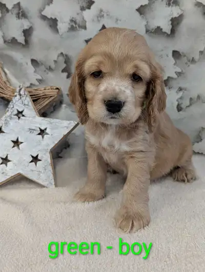 Kenzie and Ollie have a litter of gorgeous babies. We have 3 little boys ready to join your family F...