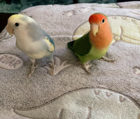 Young bonded pair of lovebirds