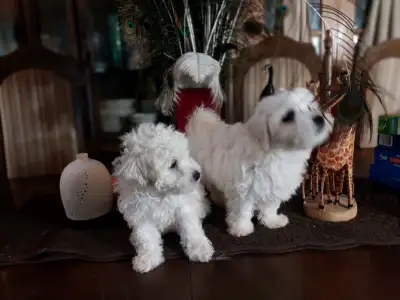 Coton de Tulear & Yorkshire  Puppies, View more