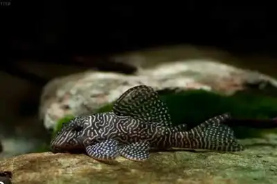 l260 Queen Arabesque plecos , View more