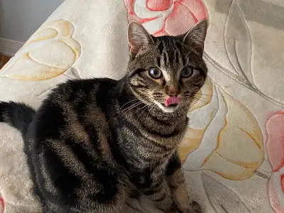 Chat a vendre, View more