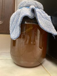 SCOBY for Kombucha