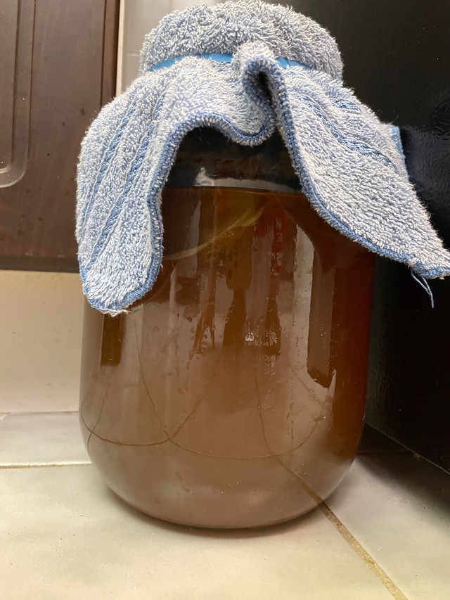 SCOBY for Kombucha in Health & Special Needs in City of Toronto