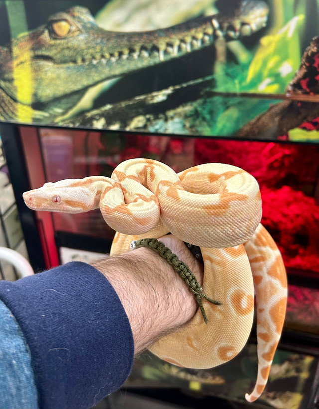 HE Sunglow Boa  in Reptiles & Amphibians for Rehoming in Hamilton