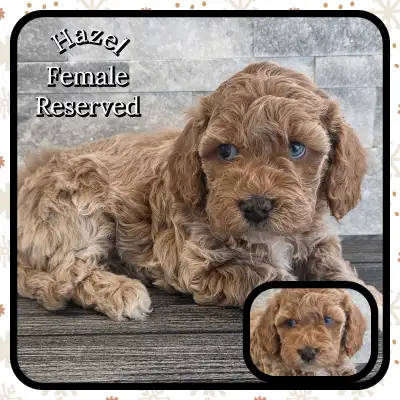 Miniature Poodle Puppies , View more