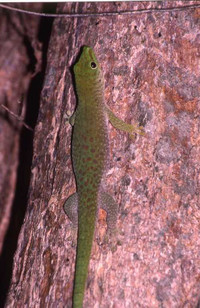 Breeding trio of kochi day geckos 