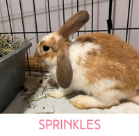 Sprinkles  - Spayed Juvenile Female