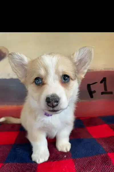 PEMBROKE WELSH CORGI Pups, View more
